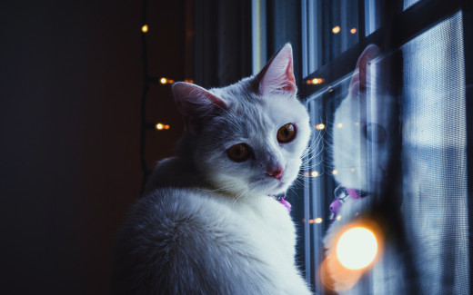 1445077 (a): :2880x1800